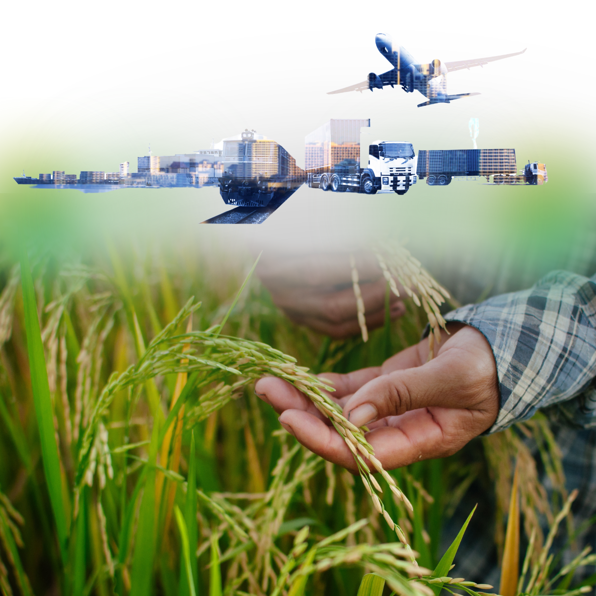 rice exporters in pakistan